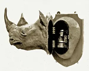 Taxidermy: Taxidermy Furniture: Rhinoceros head drinks cabinet