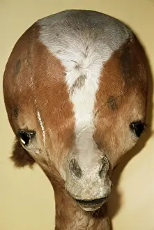 Mutations: TAXIDERMY - Hydrocephalus calf