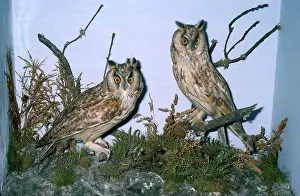 Pat Morris: Taxidermy - Long-eared Owl