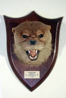Trophy: Taxidermy: Otter head mount trophy by Peter Spicer