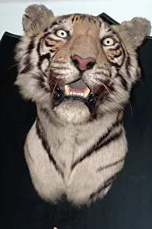Trophy: Taxidermy: Tiger head mount trophy by Van Ingen