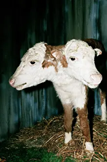 Pat Morris: TAXIDERMY - two-headed calf