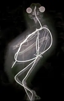 Taxidermy: Taxidermy: X-ray of a stuffed Barn Owl by Hambling
