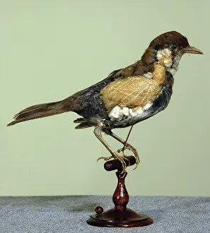 Taxidermy: Taxuidermy: typical method of mounting a Victorian