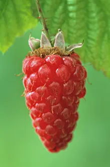 Ribes: Tayberry