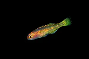 Wwii: Taylor's Dwarfgoby