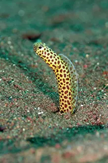 Congridae: Taylor's Garden Eel