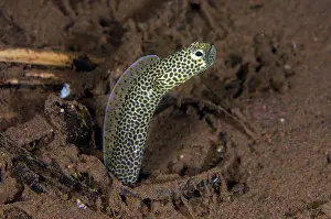 Hole: Taylor's Garden Eel
