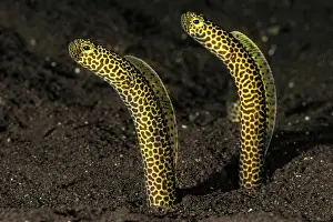 Congridae: Taylors garden eel (Heteroconger taylori), Bali
