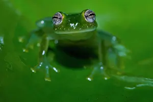 Centrolenidae: Taylor's glass Frog (Hyalinobatrachium taylori