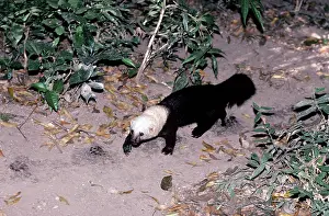 Barbara: TAYRA