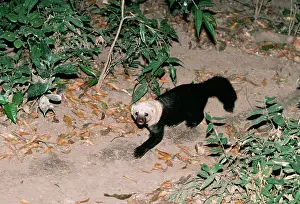 Barbara: TAYRA