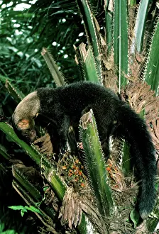 Barbara: TAYRA
