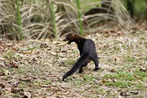Barbara: Tayra