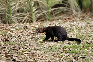 Barbara: Tayra