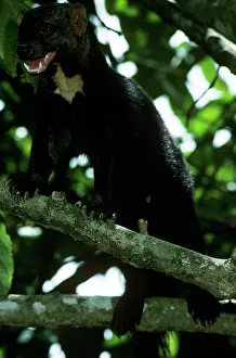 Barbara: Tayra - male in rainforest