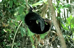 Barbara: Tayra - Male in Rainforest