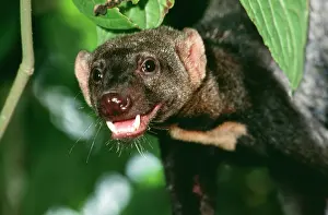 Tayra: TAYRA - Male in rainforest