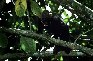 Barbara: Tayra - male in rainforest