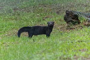 240517: Tayra is a member of the weasel family They prefer life