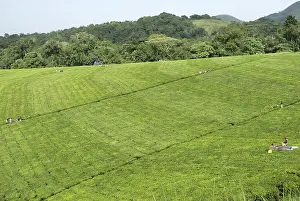 Harvesting: Tea Farm