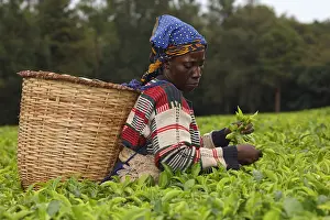 Kakamega: tea picker, Kakamega forest, Kenya