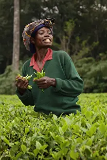 Buffer: Tea picker, Kakamega forest, tropical rainforest