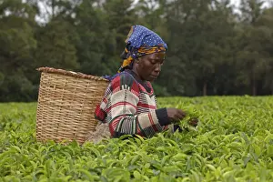 Buffer: Tea picker, Kakamega forest, tropical rainforest