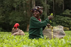 Buffer: Tea picker, Kakamega forest, tropical rainforest