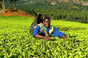 Pick: Tea picker on a tea estate on Mount Mulanje, Malawi