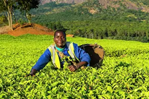 Pick: Tea picker on a tea estate on Mount Mulanje, Malawi
