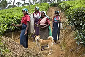 Yield: Tea pickers and dog in Plantations of tea