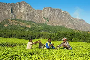 Pick: Tea pickers on a tea estate on Mount Mulanje, Malawi