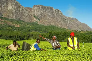 Pick: Tea pickers on a tea estate on Mount Mulanje, Malawi