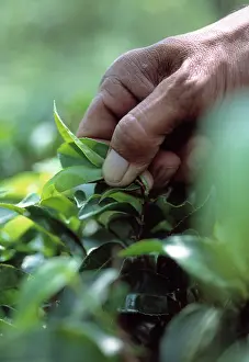 Tips: Tea Plant