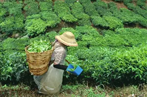 Homeopathic: Tea plant