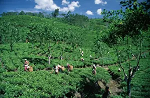 Homeopathic: Tea plant