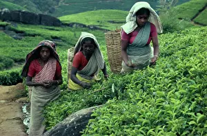 Homeopathic: Tea plant