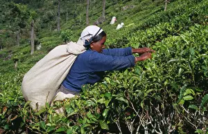 Homeopathic: Tea plant