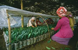 Homeopathic: Tea plant