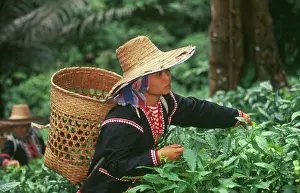 Homeopathic: Tea plant