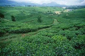 Homeopathic: Tea plant