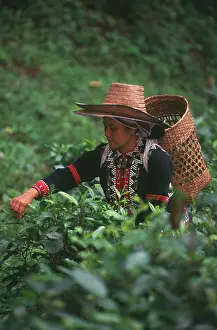 Homeopathic: Tea plant