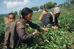 Homeopathic: Tea plant