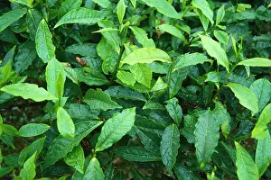 Homeopathic: Tea plant