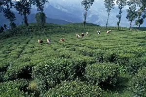 Homeopathic: Tea plant