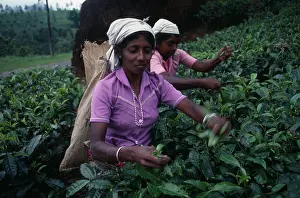 Homeopathic: Tea plant