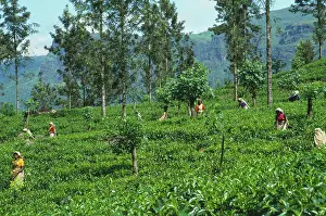 Homeopathic: Tea plant