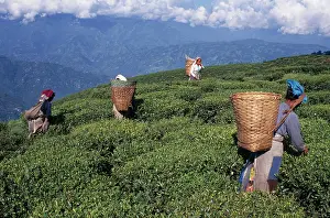 Homeopathic: Tea plant