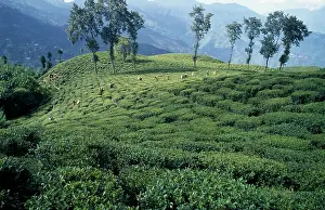Homeopathic: Tea plant